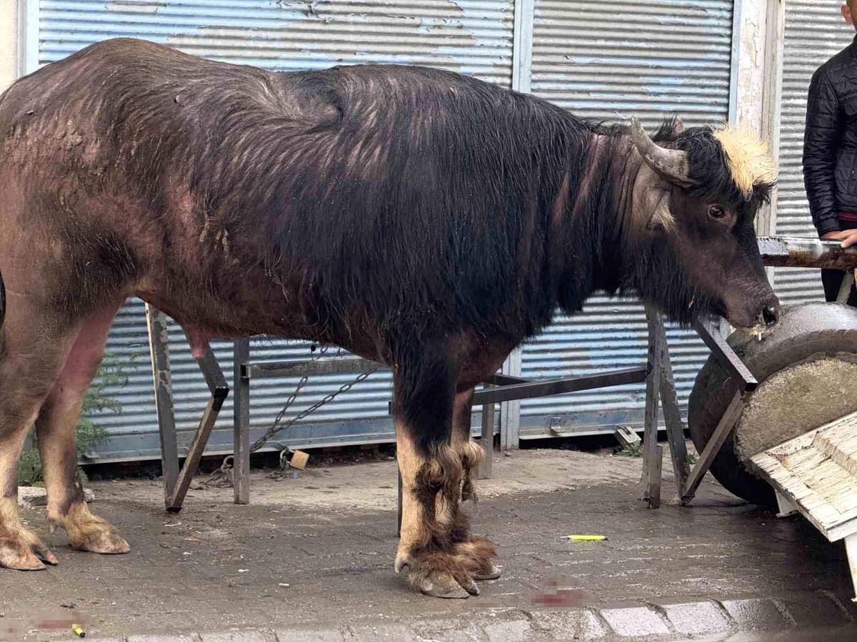 Sahibinin elinden kaçan dana yaşlı adamı yere savurdu