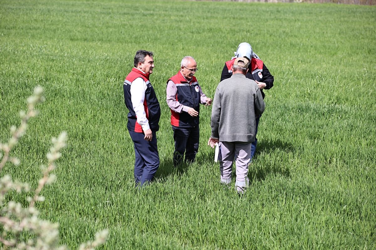 Sivas'ta çiftçiler sarı pas hastalığına karşı uyarıldı