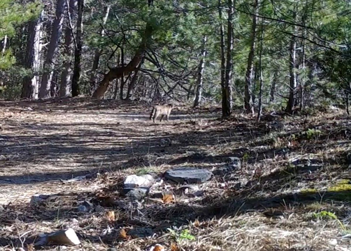 Uludağ'da yaban kedisi fotokapana takıldı