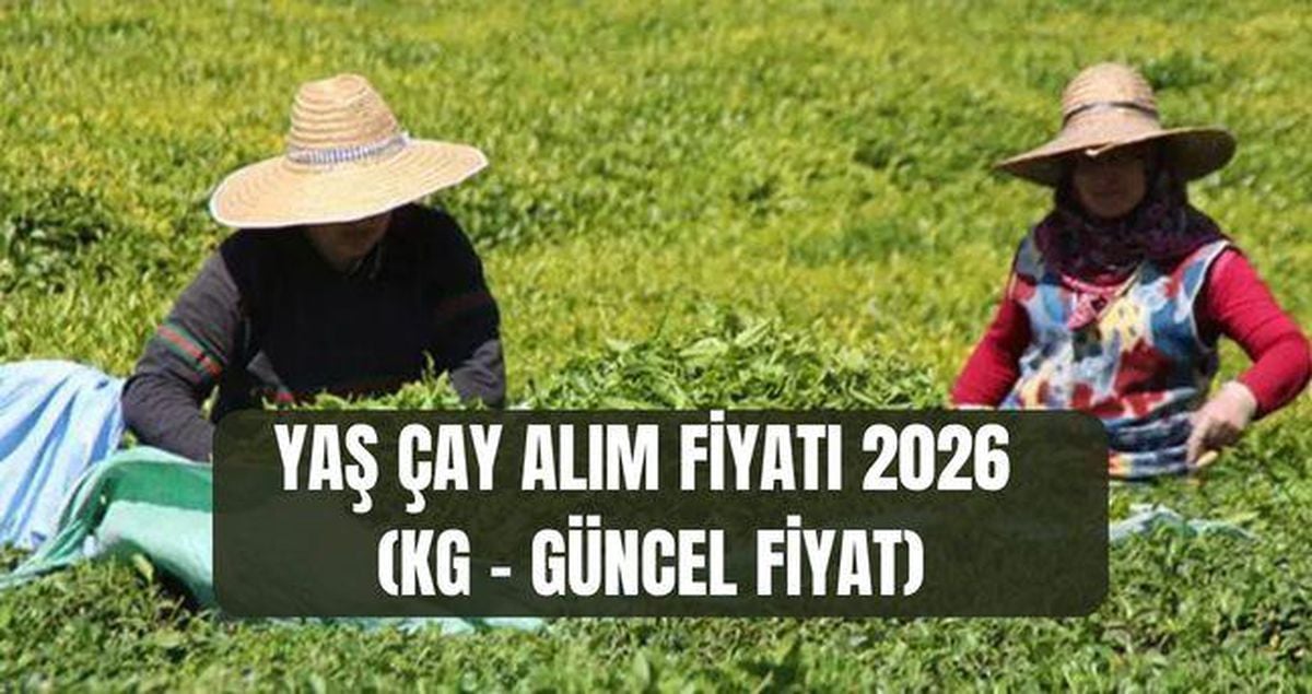 YAŞ ÇAY ALIM FİYATI 2026 (KG - GÜNCEL FİYAT) Yaş çay alım fiyatı ne kadar oldu, açıklandı mı?
