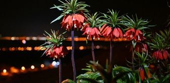 Doğaya renk katan 'ağlayan gelinler' gece de ziyaret ediliyor