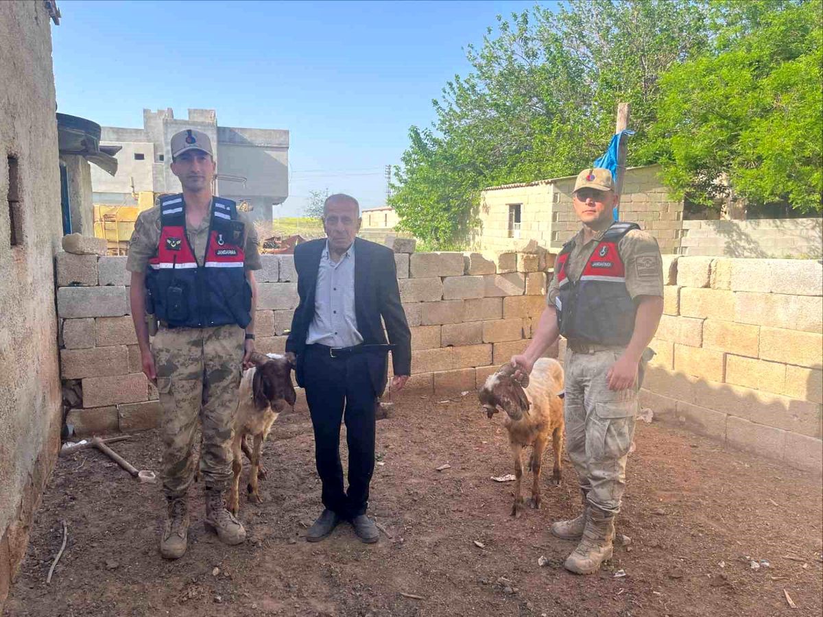 Kilis'te kaybolan koyunlar jandarma ekiplerince bulundu