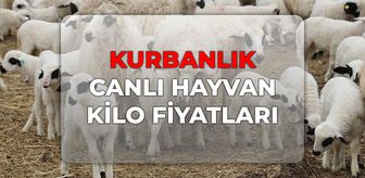 Kurbanlık canlı hayvan kilo fiyatları 2026! Büyükbaş, Küçükbaş canlı hayvan kilo fiyatı ne kadar?