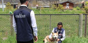 Kütahya'da 1,5 yılda yaklaşık 18 bin 600 sahipsiz köpek koruma altına alındı