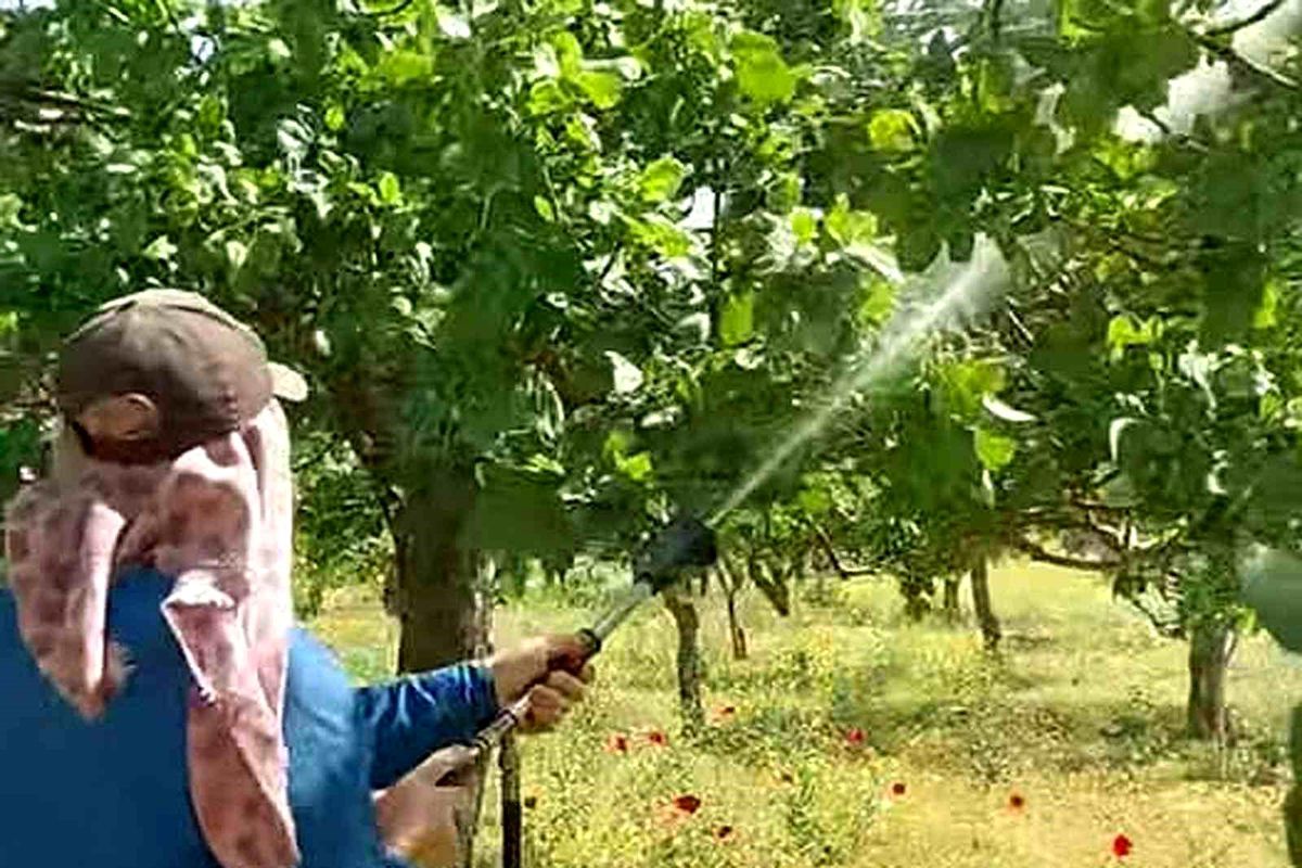 Araban'da Antepfıstığı üreticileri hastalıklar ve zararlılarla mücadele başlattı