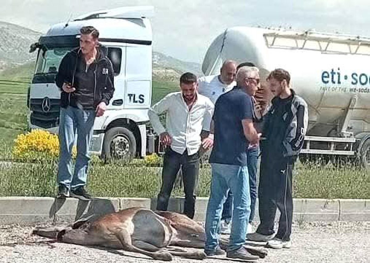 Beypazarı'nda otomobilin çarptığı geyik ağır yaralandı