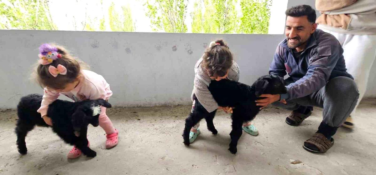 Hasköy'de gök gürültüsünden korkan yavru keçiler balkona sığındı