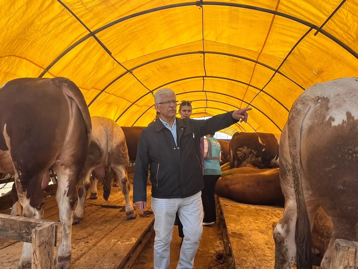 Veteriner Hekimlerinden Kurbanlık Hayvan Alırken Dikkat Edilmesi Gerekenler