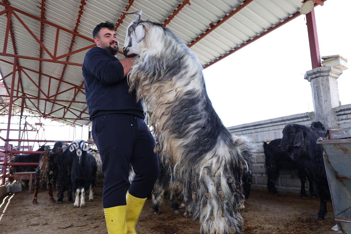 Kurban mesaisinde 'rekor' heyecanı: 140 kilogramlık dev keçi