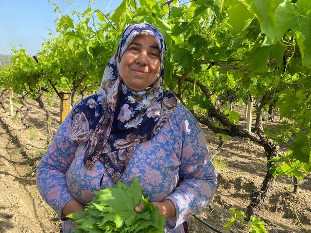 manisa da uzum ureticilerinin asma yapragi me 3 19844890 o