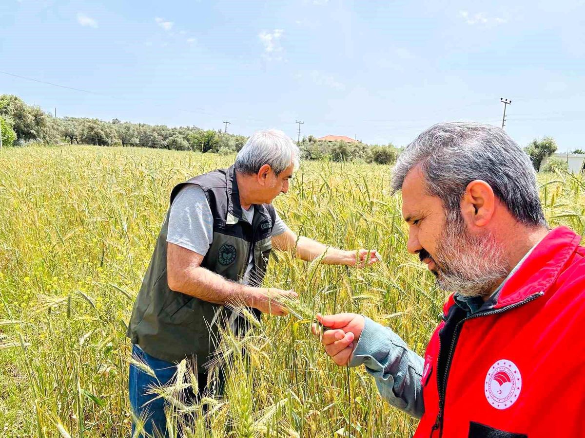 Menteşe'de ekipler sahada hastalık ve süne denetiminde