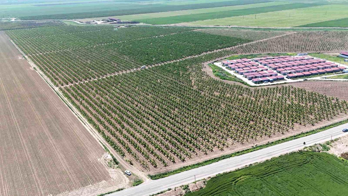 Mesaileri başlayan tarım işçileri, Amik Ovası'nda bin 100 TL yevmiye alacak