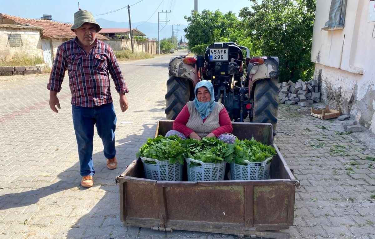 Üzümden önce yaprak kazandırdı