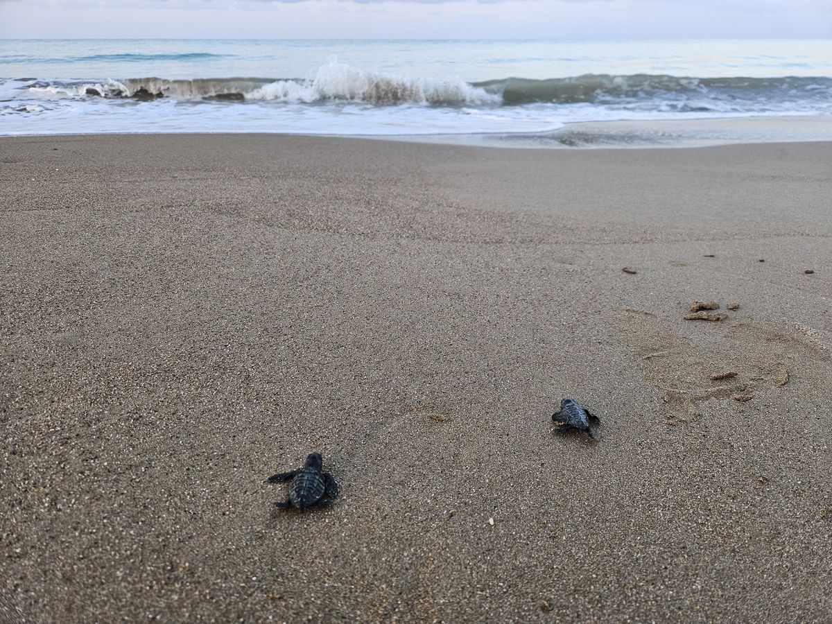 32 yılda 1,5 milyon caretta caretta denize kavuştu