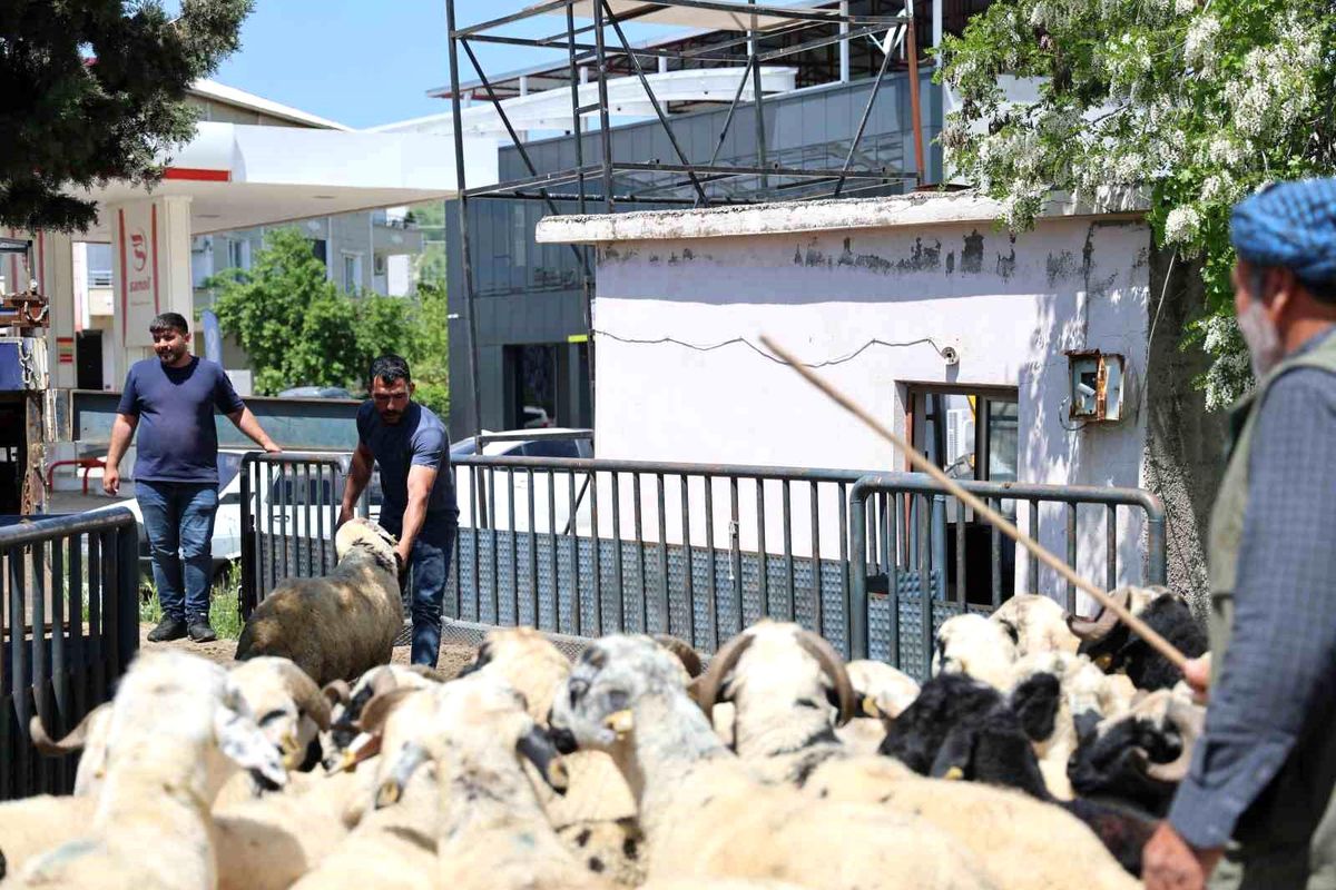 Diyarbakır'dan şehir dışına kurbanlık sevki devam ediyor