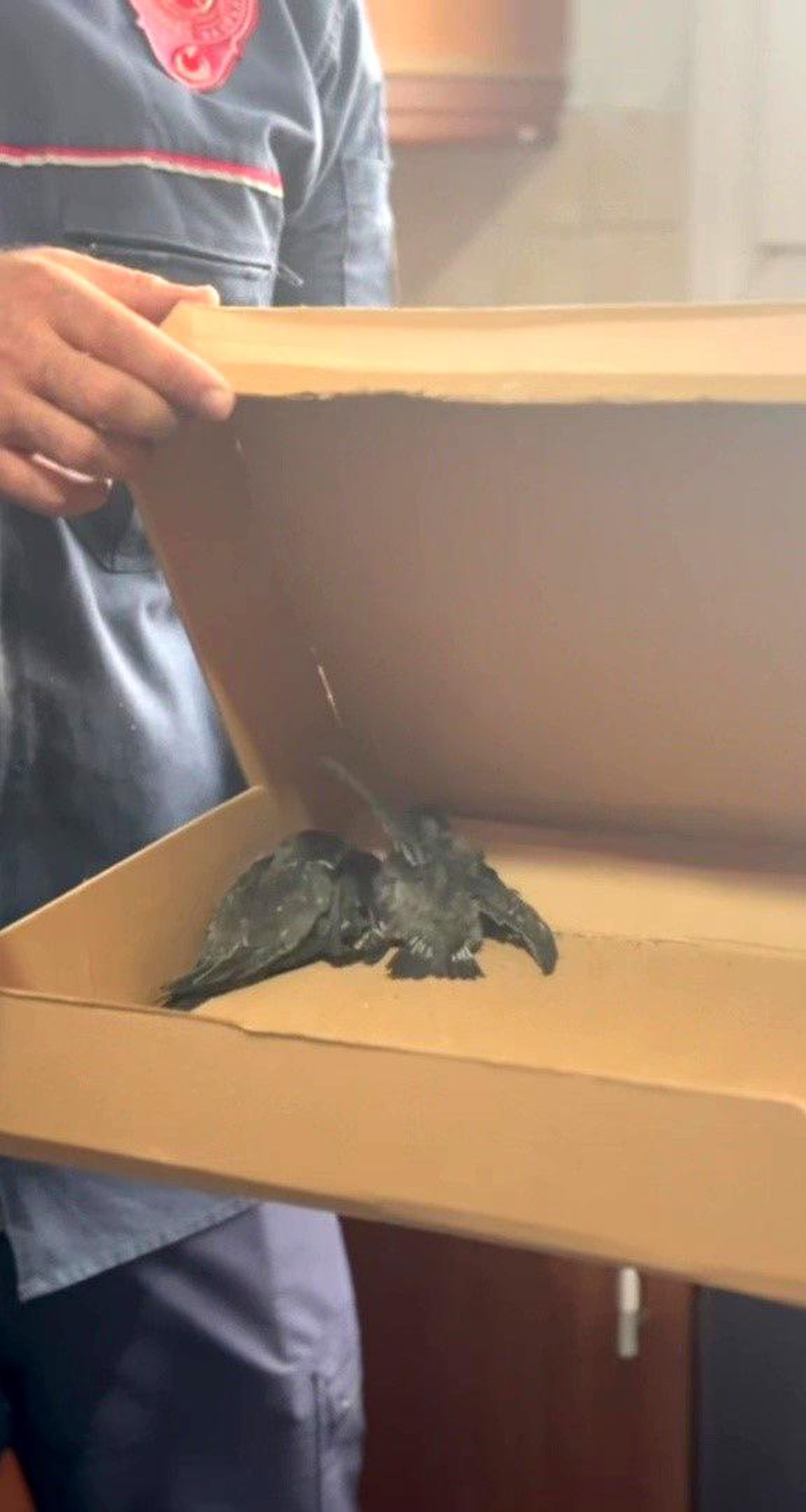 Havalandırma borusunda mahsur kalan 3 yavru kuş kurtarıldı