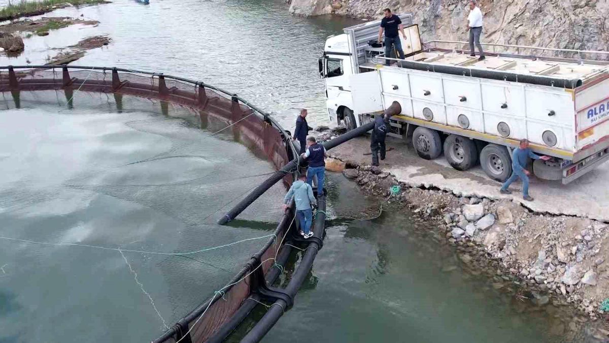 İhraç edilecek 'Türk somonları' için yavru balıklar suya bırakıldı