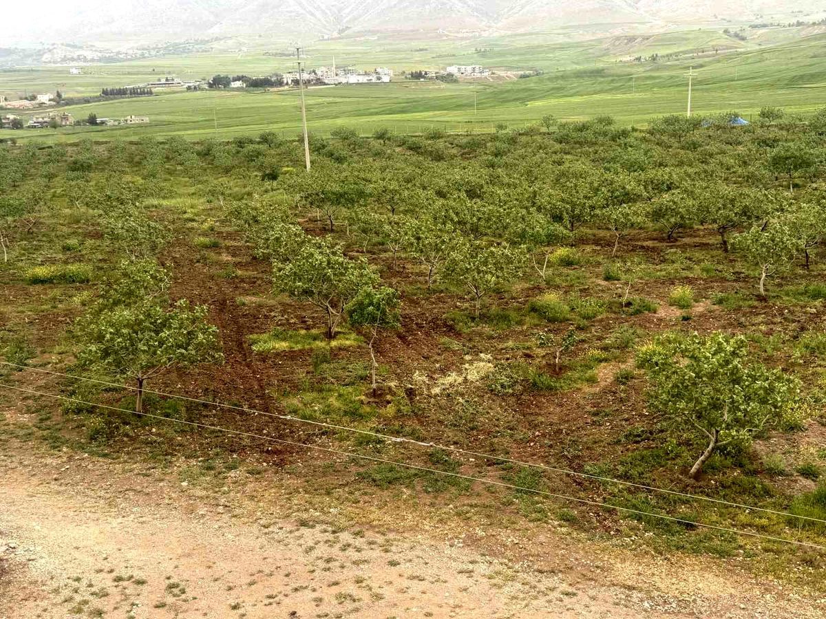 Komşu illerde aşırı yağışlar nedeniyle Siirt fıstığında rekolte ve talebin artması bekleniyor