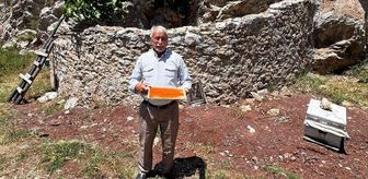 Marmaris'in tarihi arı avluları 'bal ormanı' projesiyle yeniden canlanıyor