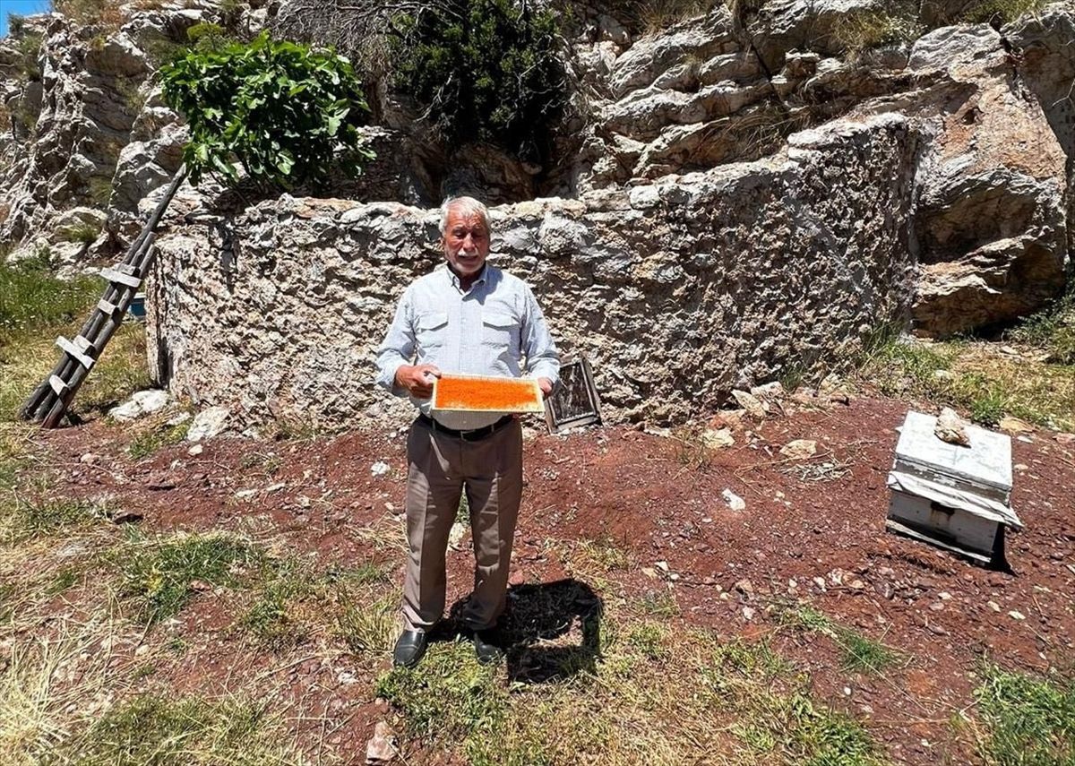 Marmaris'in tarihi arı avluları 'bal ormanı' projesiyle yeniden canlanıyor