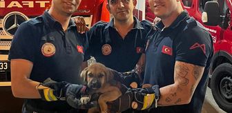 Mersin'de otomobilin motor kısmına sıkışan köpek yavrusunu itfaiye kurtardı