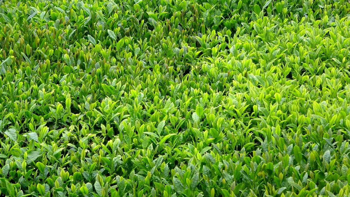 Trabzon'da yaş çay sezonu dualarla açıldı