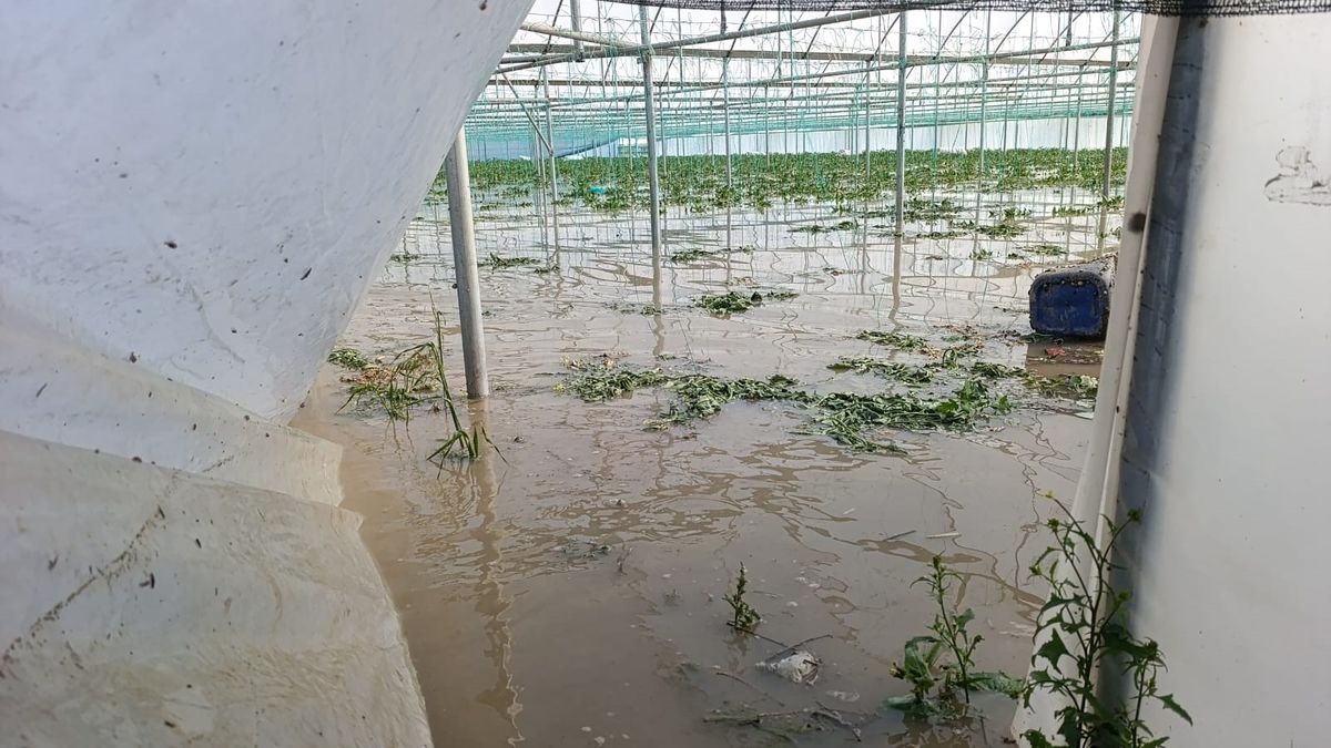 Amasya'da su taşkınları; seralar ve tarım arazileri zarar gördü