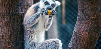 Antalya Doğal Yaşam Parkı'nın yeni üyesi lemur 'Zabumafu' ziyaretçilerle buluştu