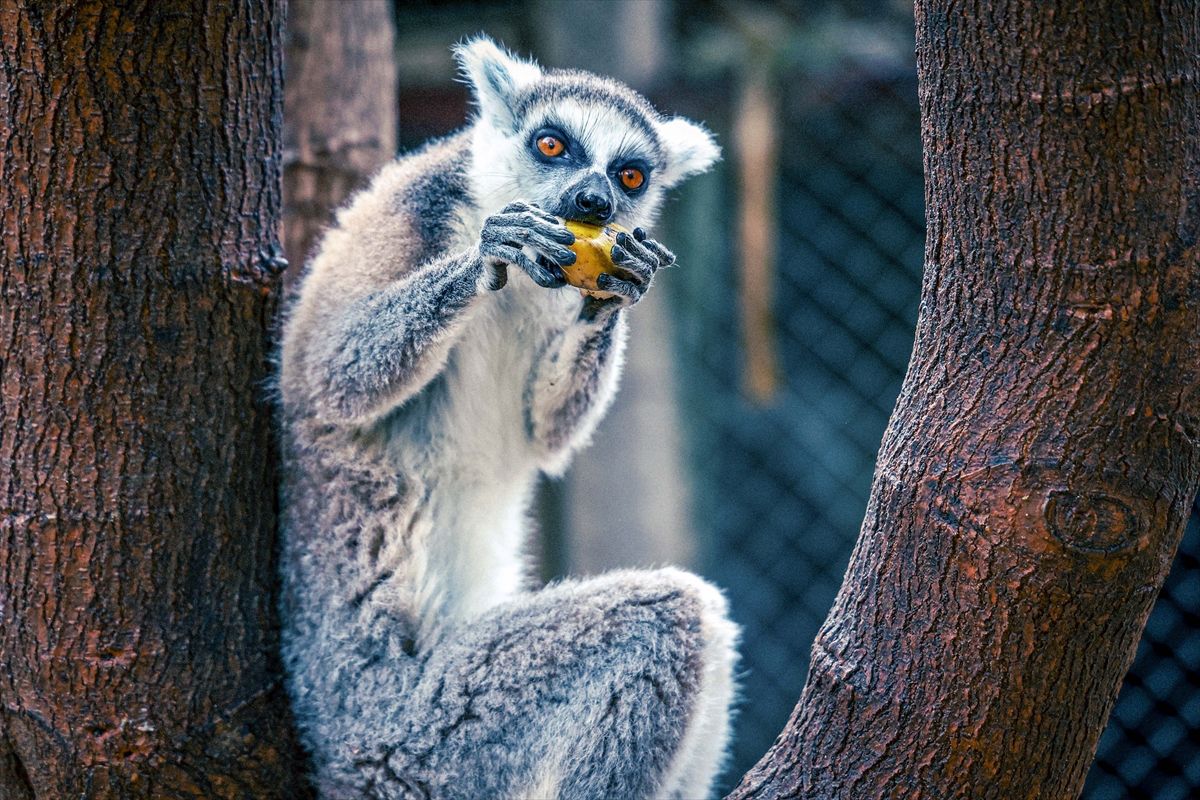Antalya Doğal Yaşam Parkı'nın yeni üyesi lemur 'Zabumafu' ziyaretçilerle buluştu