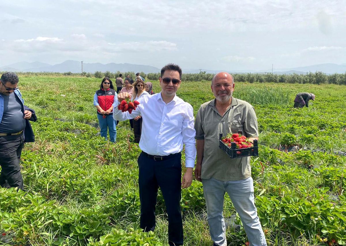 Aromasıyla ağızlarda tat bırakan Hassa çileğinin hasadına başlandı