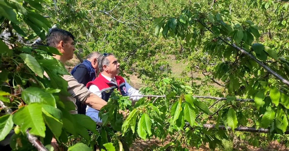 Aydın'da dolu vurdu, zarar gören tarım arazileri yerinde incelendi