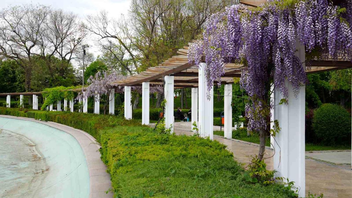 Başkent'e baharın gelmesiyle sümbüller Gençlik Parkı'nı renklendirdi
