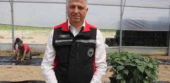 Çukurova'nın verimli topraklarında kahve de yetiştirilecek