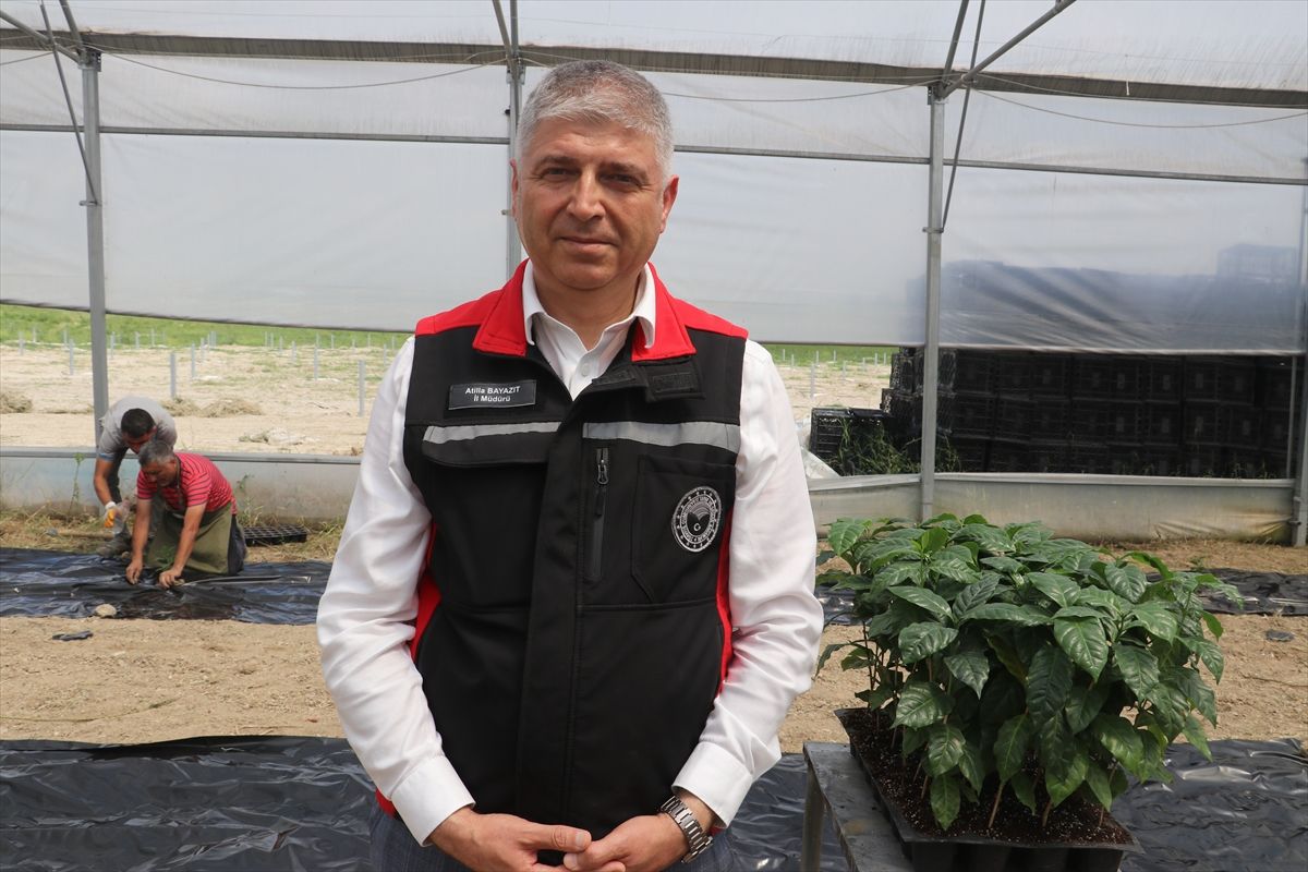 Çukurova'nın verimli topraklarında kahve de yetiştirilecek