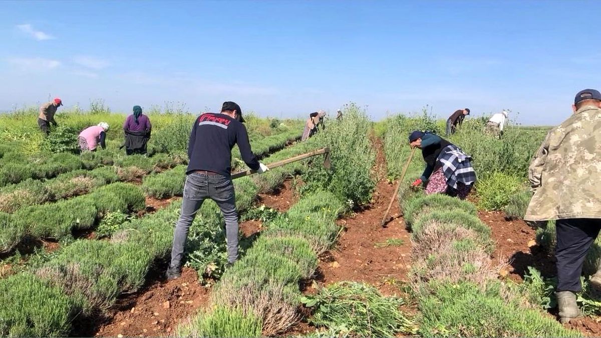 Edirne'de verimsiz araziler lavanta tarlasına dönüştü