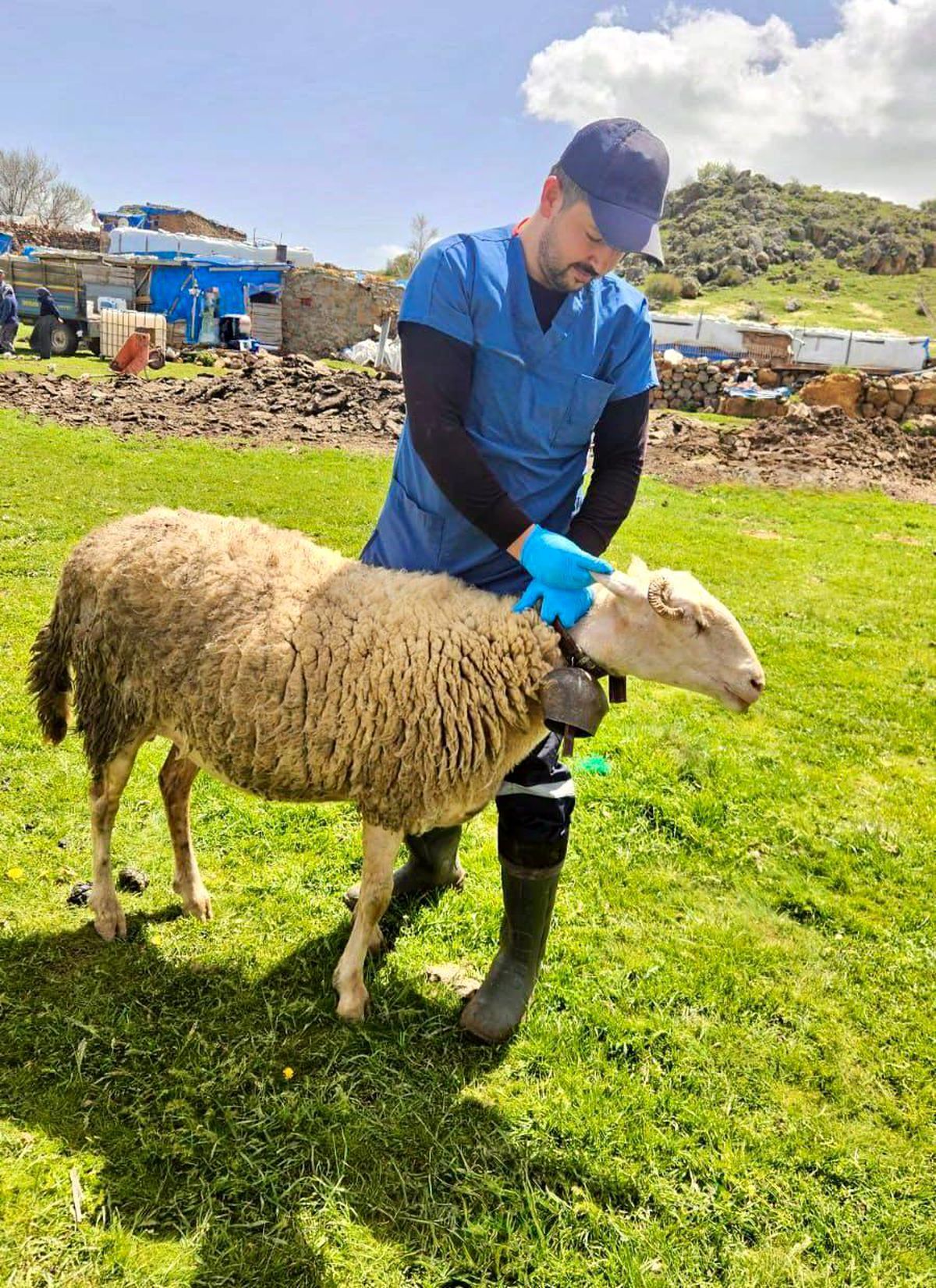 Halk Elinde Küçükbaş Hayvan Islahı Projesi devam ediyor