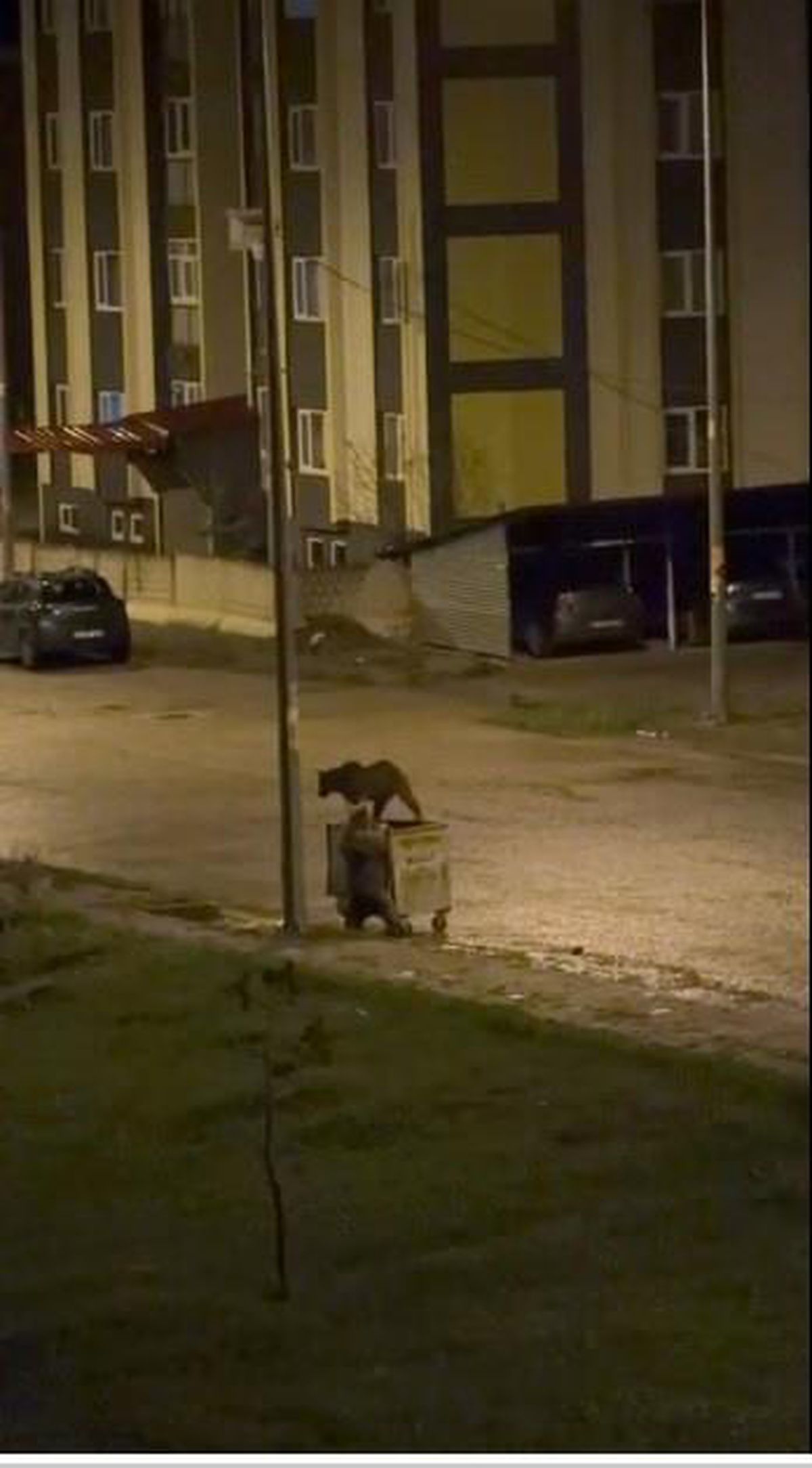 Kars'ta ayıların görev paylaşımı: Biri yedi, diğeri nöbet tuttu