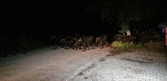 Tokat'ta taşkın riskine karşı bir köyün sakinleri tahliye ediliyor