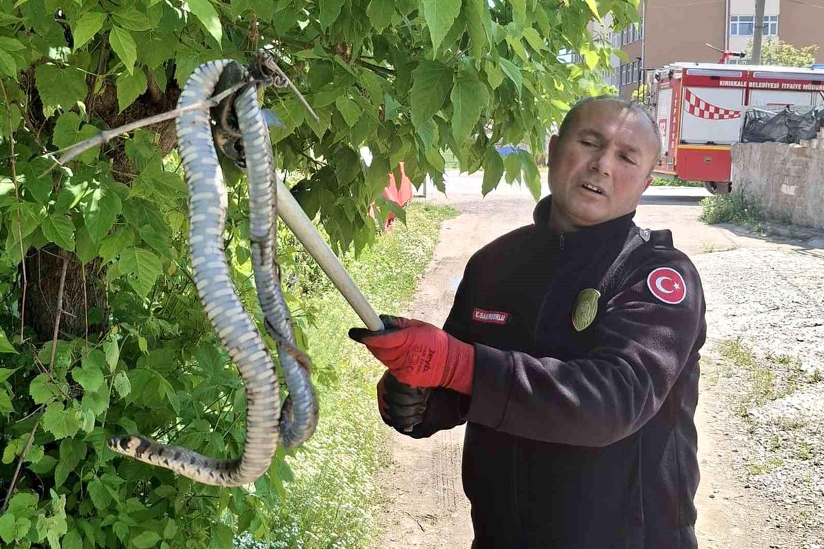 Yılanın hedefindeki kuş yavrularını itfaiye kurtardı