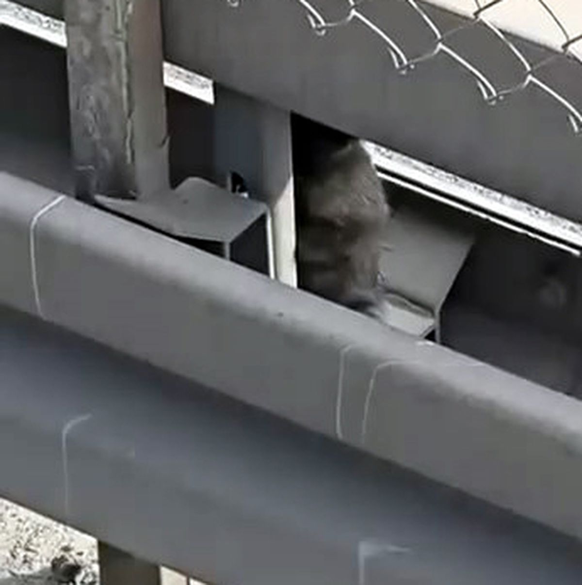 Avcılar'da metrobüs yolundaki bariyerlere giren kedi kurtarıldı