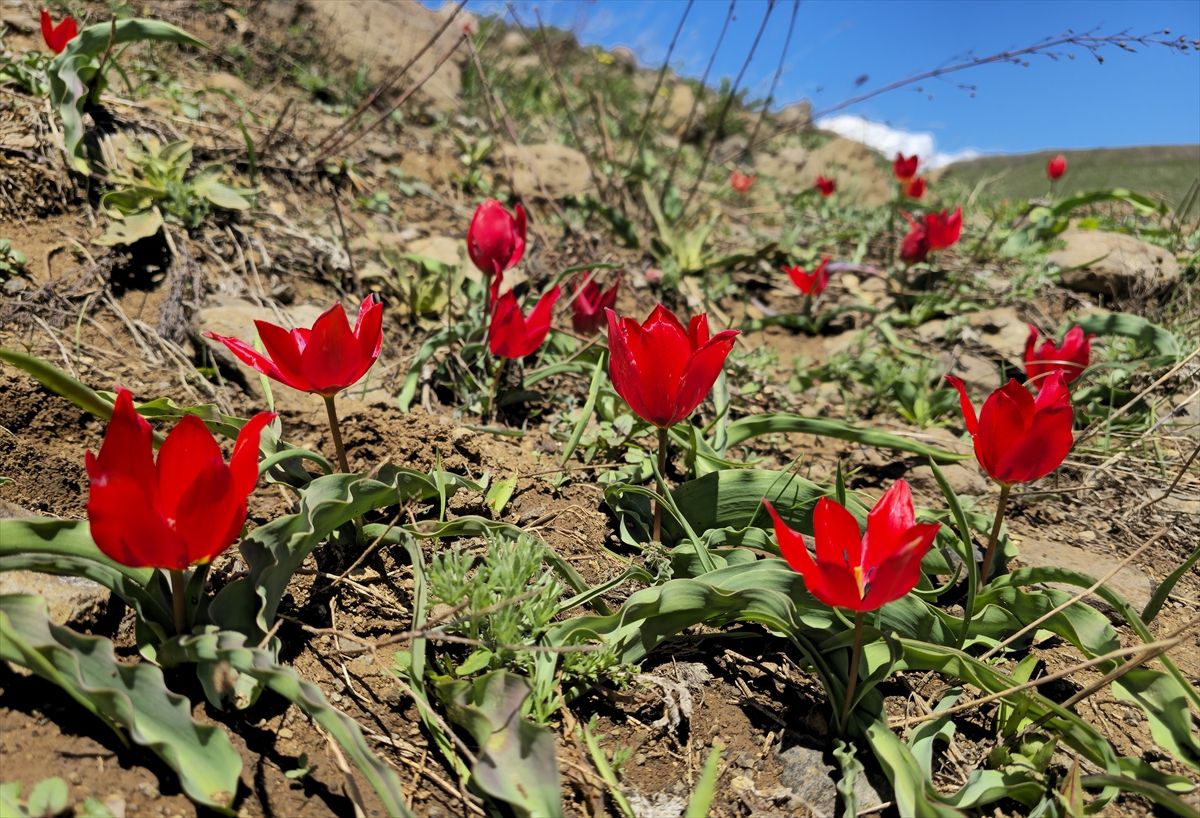 Erzurum'da Tarihi Deveboynu Lalelerle Kızıla Büründü