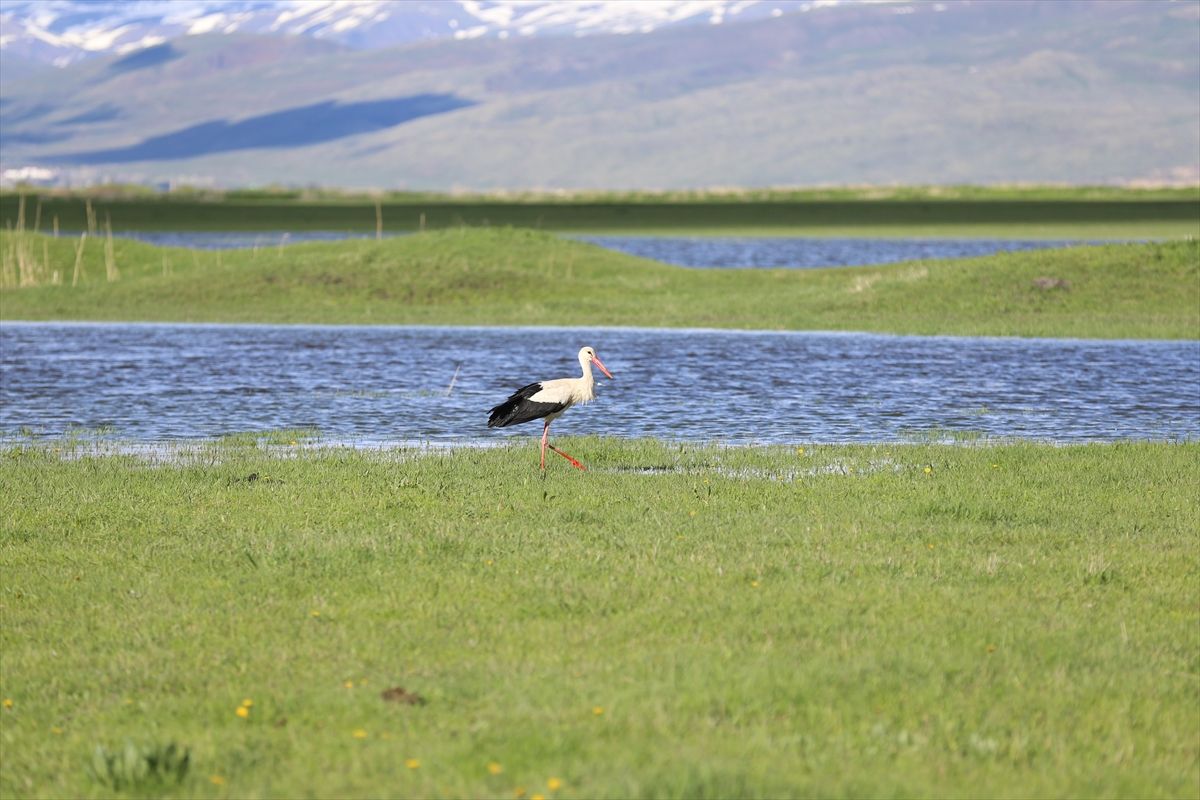 Erzurum'un bir yanı kar, bir yanı bahar