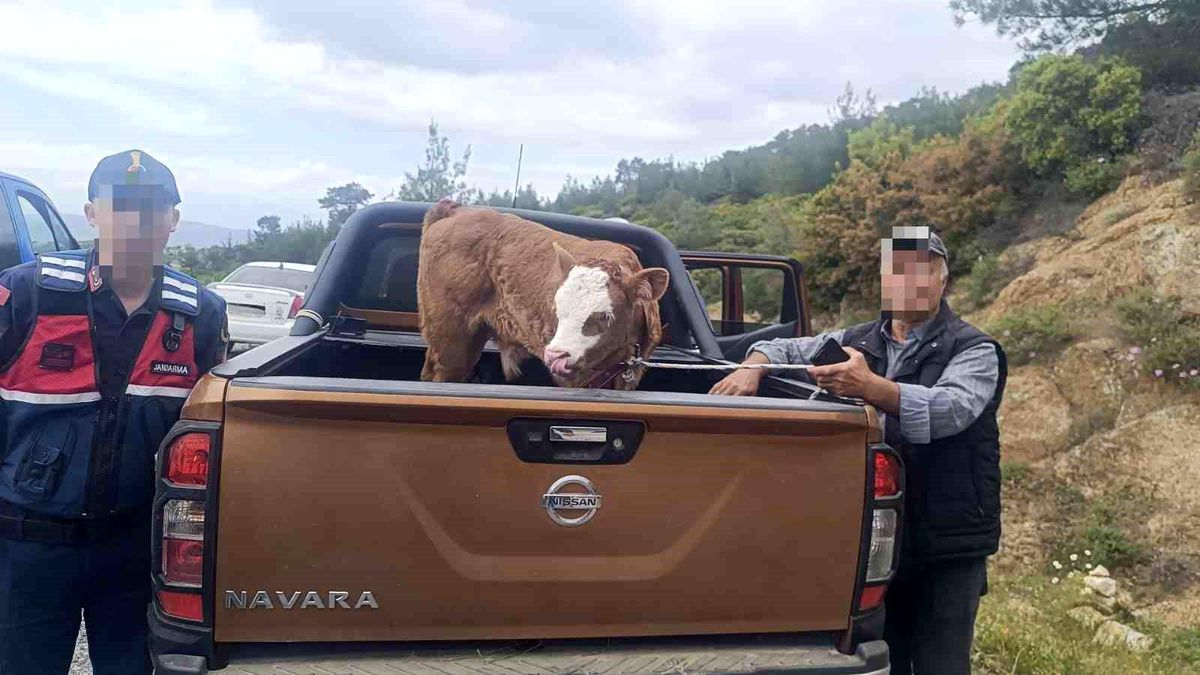 Kurban Bayramı öncesi çalınan büyükbaş hayvan bulunarak sahibine teslim edildi