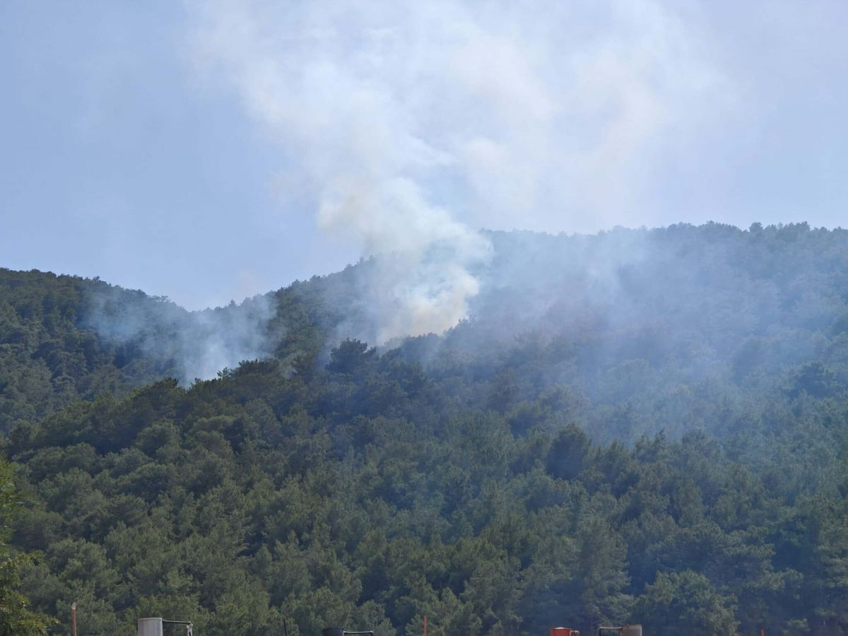 Muğla'da orman yangını