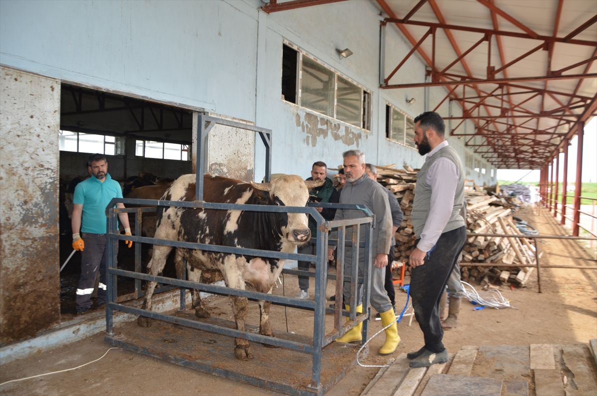 Muş'tan batıdaki illere kurbanlık hayvan sevkiyatı sürüyor