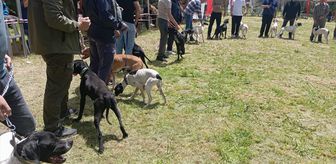 Nevşehir'de 'Avcı Köpeği ve Irk Standartları Yarışması' yapıldı
