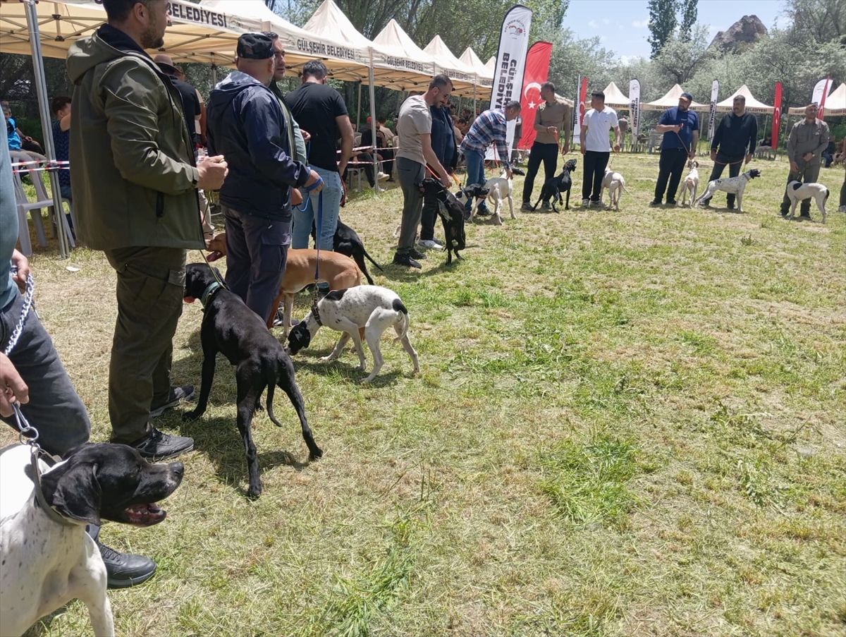 Nevşehir'de 'Avcı Köpeği ve Irk Standartları Yarışması' yapıldı