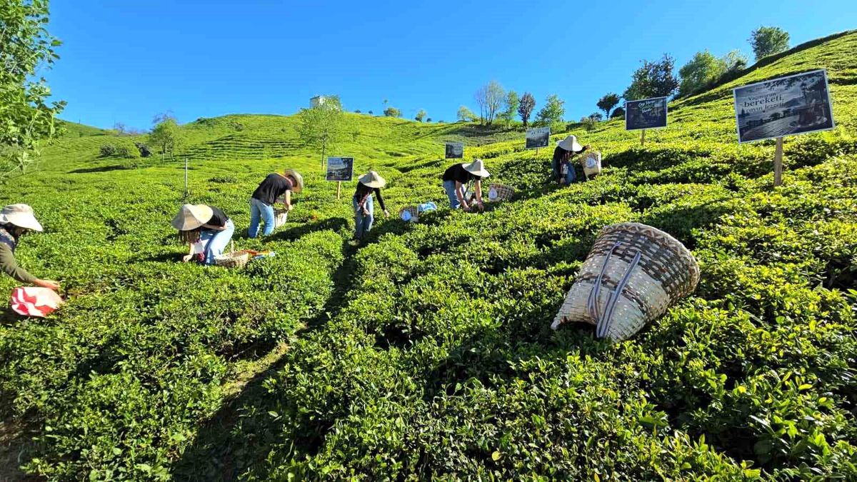 Rize'de çay sezonu karşılama programı düzenlendi