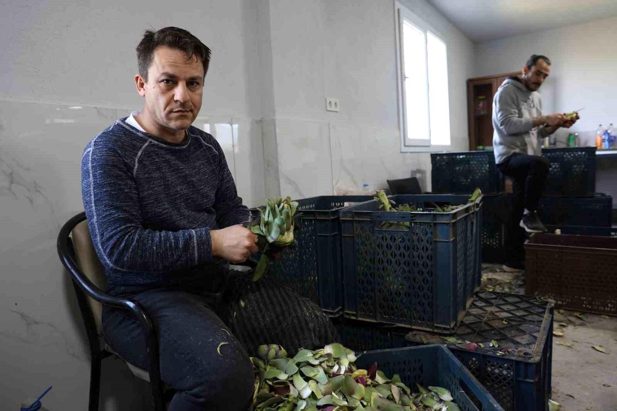 Aydın'da enginar hasadı: Usta ellerden sofralara yolculuk