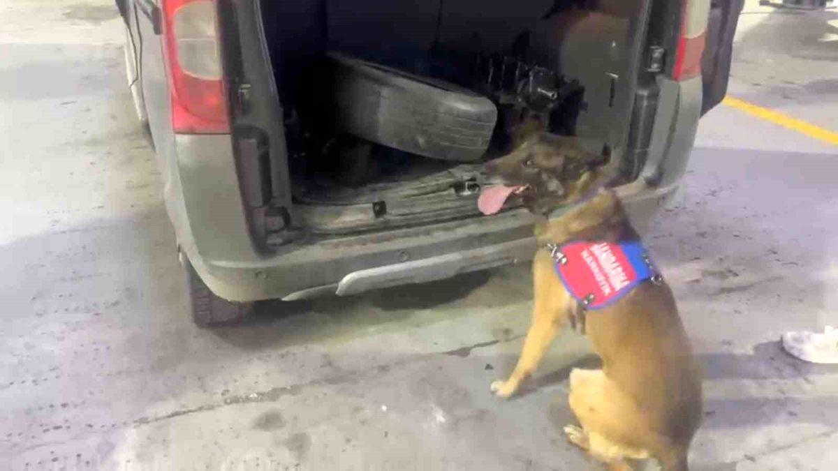 Bagaj ve kaputa gizlenen uyuşturucuyu narkotik köpeği 'Ayar' buldu